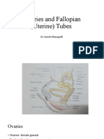 Ovaries and Fallopian Tubes