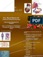 Cardiovascular Estructura Circulacion,CIENCIAS 2006