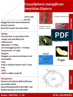 Cecidomyiidae:Diptera: Gall Midge, Procystiphora Mangiferae