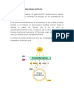 Fotofosforilacion Aciclica y Cíclica