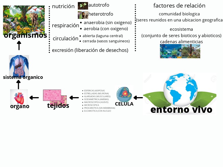 Mapa Mental Entorno Vivo | PDF
