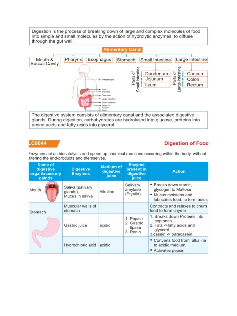 Digestive System Grade 6 PDF