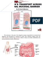 Intestinal Mucosal Barrier & Highly Absorptive Cells