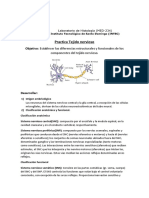 Practica Tejido Nervioso