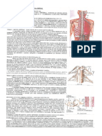 Texto Compilado - Medula Espinal-2