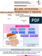 Expo. N°4 - Anatomía de Intestino Delgado, Peritoneo y Mesos