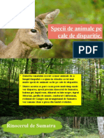 Specii de animale pe cale de dispariție