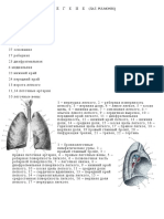 (Template) Легкие.плевра.средостение.1