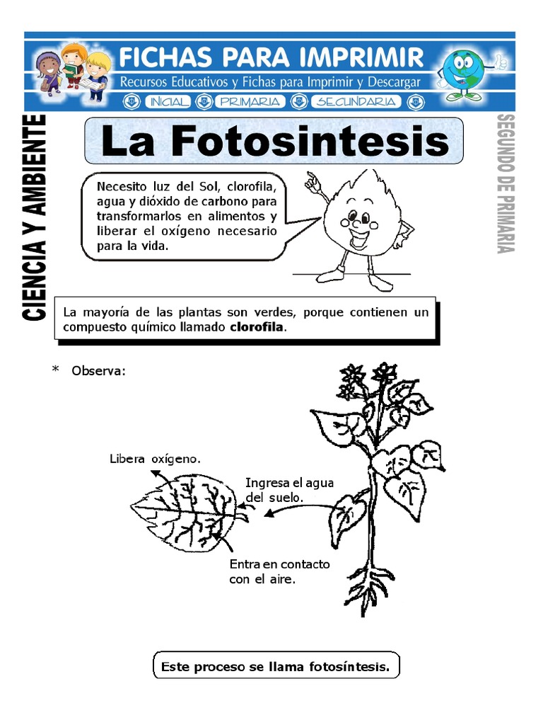 Actividades de Fotosíntesis para Niños | PDF | Tecnología