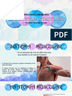 Anatomía y fisiología muscular