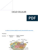 Ciclo Celular Embriologia