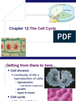 the Cell Cycle: AP Biology