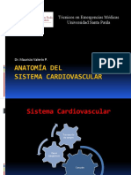 2 Anatomía del Sistema Cardiovascular.USP. Clase 2