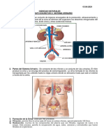 Sistema Urinario CNAT.