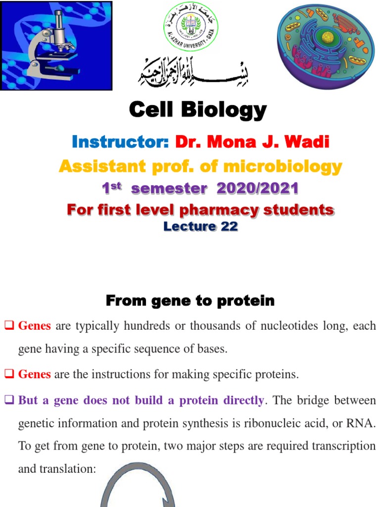 RNA Types and Transcription Overview | PDF | Rna | Messenger Rna