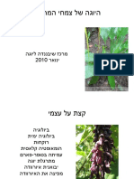 מרכז שיבננדה יעילות צמחי מרפא