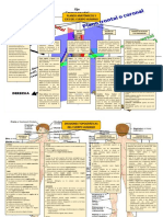 Esquema Resumen PLANOS ANATOMICOS