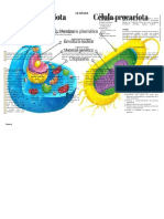 Esquema Resumen CELULA TEMA 1