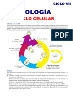 IIIT BIOLOGÍA Fases Del Ciclo Celular para Ciclo VII