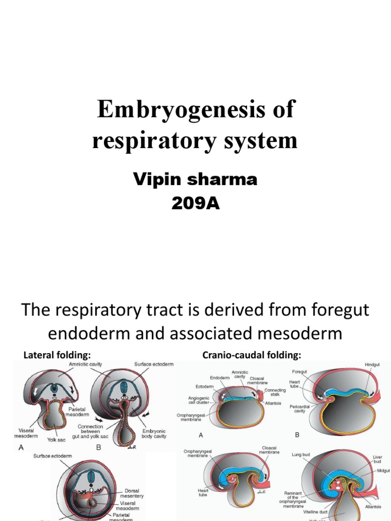 Embryonic Development of the Respiratory System | PDF | Lung | Larynx