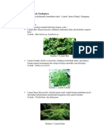 Tumbuhan Kelompok Thallophyta (Tugas Botani Farmasi)