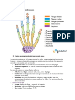 Nombra Los Huesos de La Mano