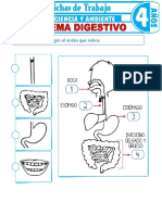 El Sistema Digestivo para Ninos de 4 Anos