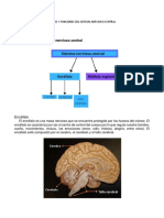 Partes y Funciones Del Sistema Nervioso Central