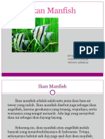 Ikan Manfish Eksotis