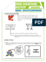 Monocotiledoneas y Dicotiledoneas para Segundo de Secundaria