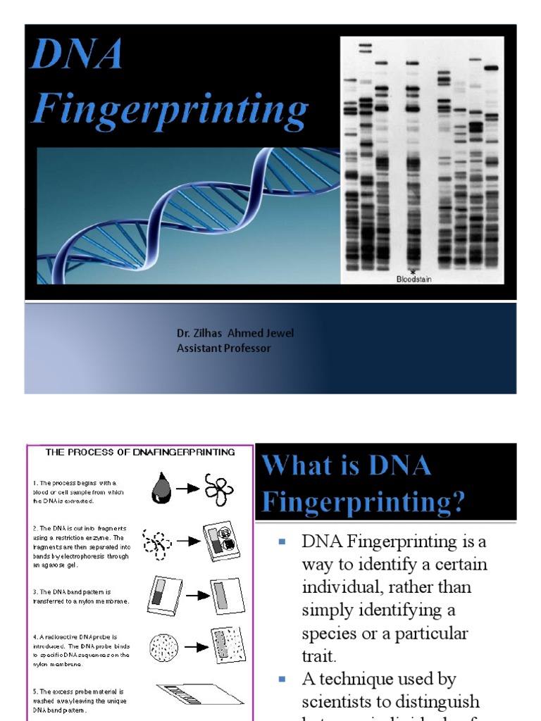 DNA Fingerpting PDF | Descargar gratis PDF | Dna Profiling | Dna