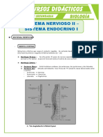 Sistema-Nervioso-y-Sistema-Endocrino-para-Quinto-de-Secundaria