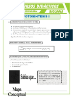 Fotosíntesis I: Fase luminosa y oscura