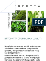Bryophyta PPT New