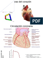 Anatomia del corazon-Davicho