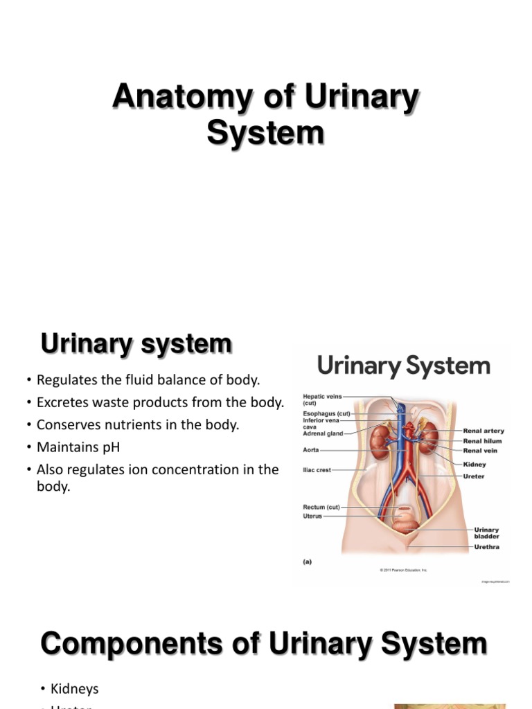 Urinary System Anatomy Overview | PDF | Kidney | Anatomy