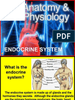 Anatomy & Physiology of Endocrine System