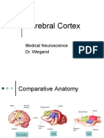 Cerebral Cortex: Medical Neuroscience Dr. Wiegand
