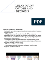 Cellular Injury Apoptosis and Necrosis