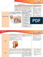 Glandulas Endocrinas Glandula Ubicacion