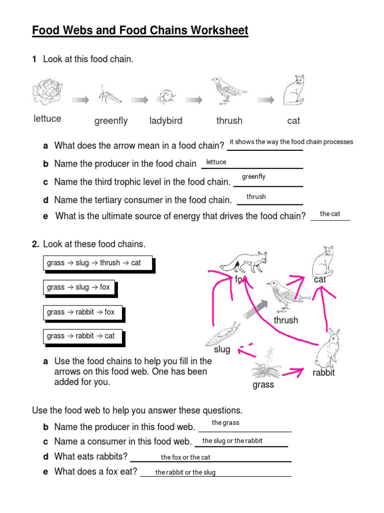 Food Webs and Food Chains Worksheet PDF | PDF | Natural Environment |  Biology, image size:768x1024