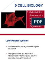 Cytoskeleton Structures for Cell Shape and Organization