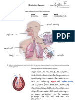 Respiratory System Worksheet