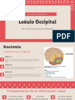 Lóbulo Occipital