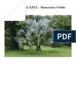 Conheça a Palmeira Azul - Bismarckia Nobilis