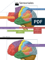 Areas Del Cerebro