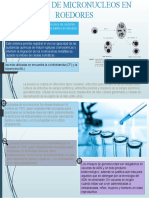 Pruebas de Micronucleos en Roedores