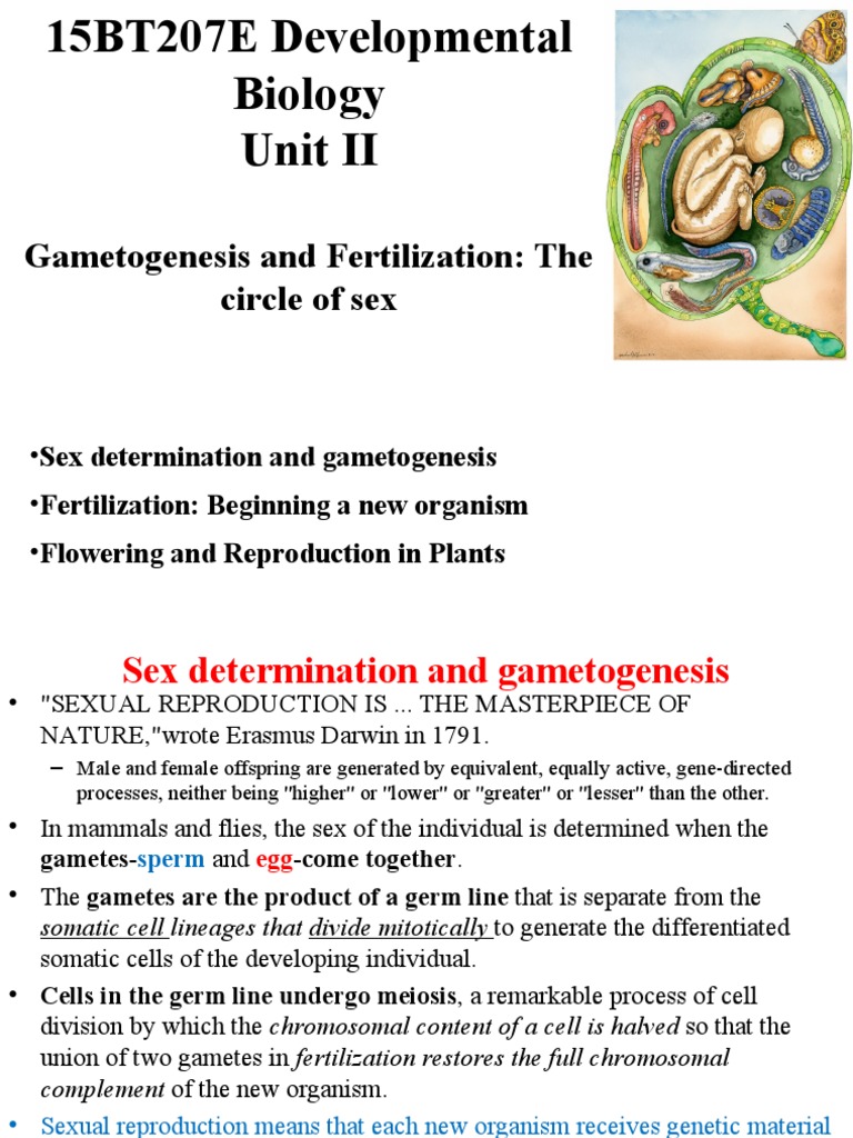 Gametogenesis and Fertilization Overview | PDF | Meiosis | Fertilisation