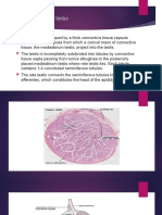 Structure of The Testis