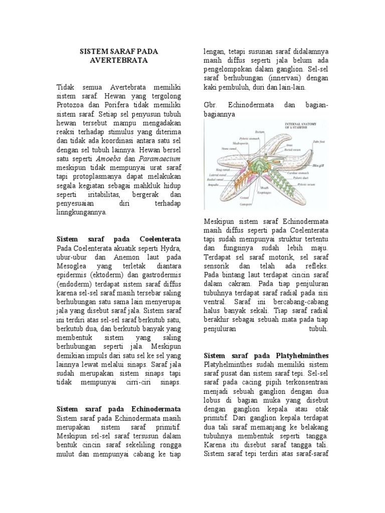  Sistem  Saraf  Hewan  Vertebrata dan Invertebrata 